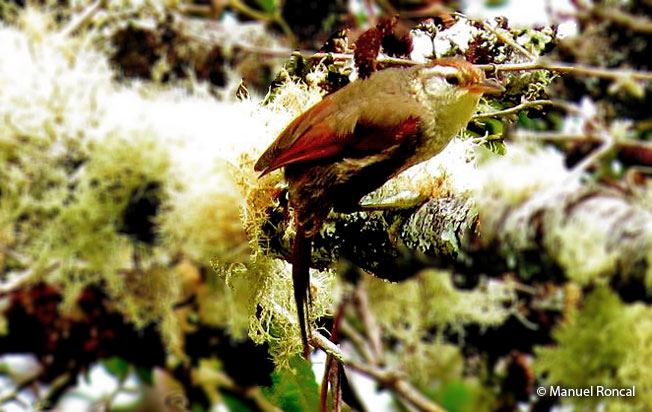 baron's_spinetail