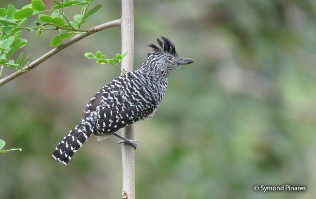 barred-antshrike