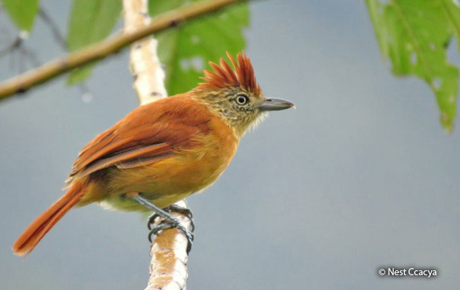 barred-antshrike