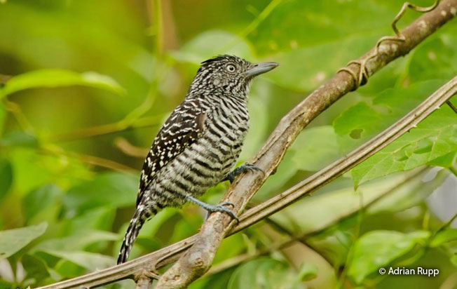 barred-antshrike