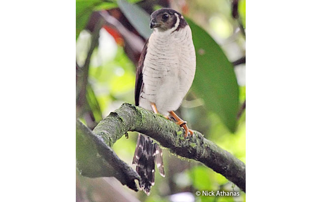 barred_forest-falcon