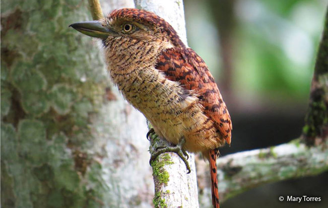 barred_puffbird
