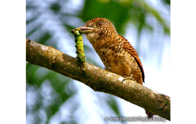 barred_puffbird
