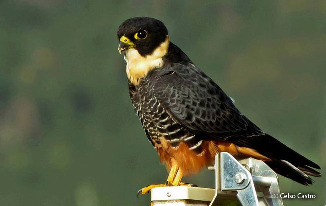 bat-falcon