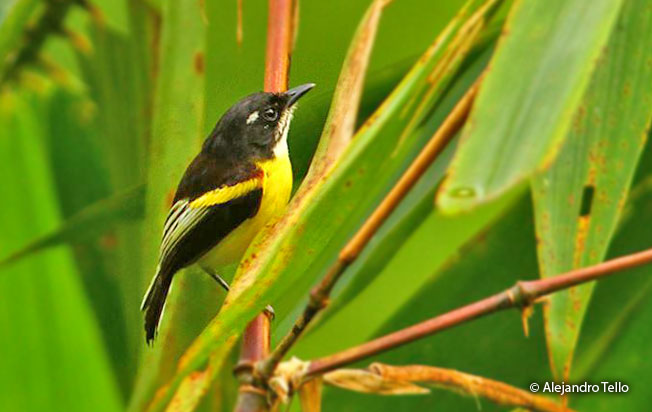 black-backed_tody-flycatcher