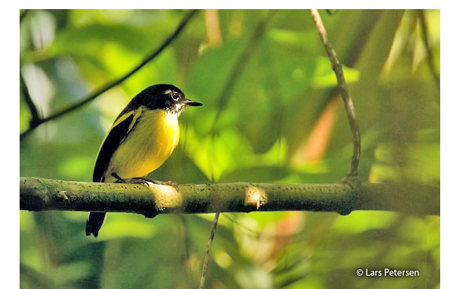 black-backed_tody-flycatcher