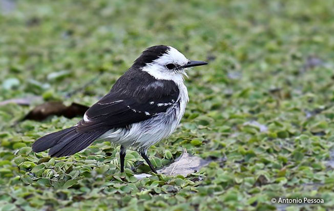 black-backed_water-tyrant