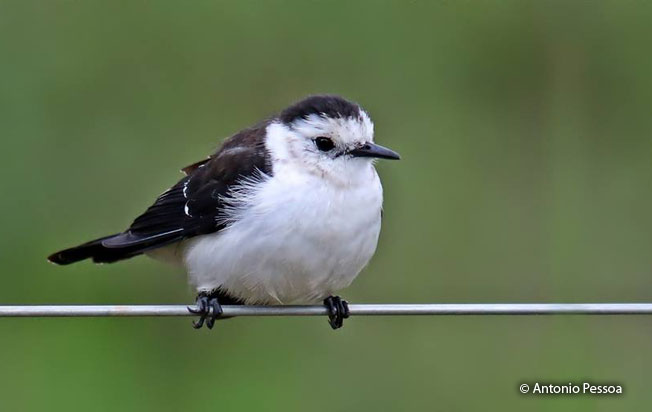 black-backed_water-tyrant