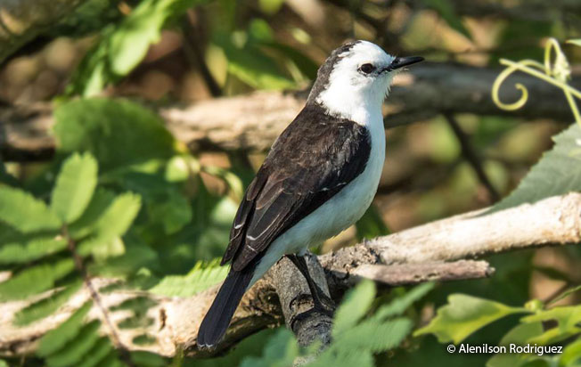 black-backed_water-tyrant