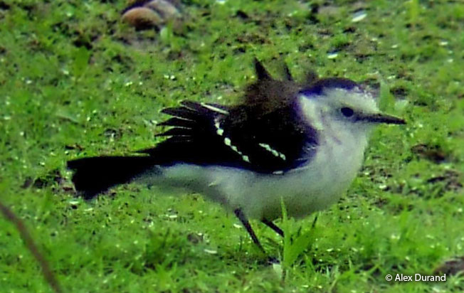 black-backed_water-tyrant