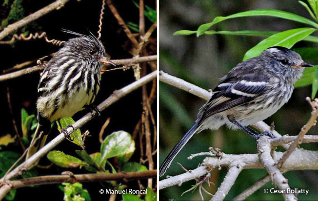 black-crested_tit-tyrant