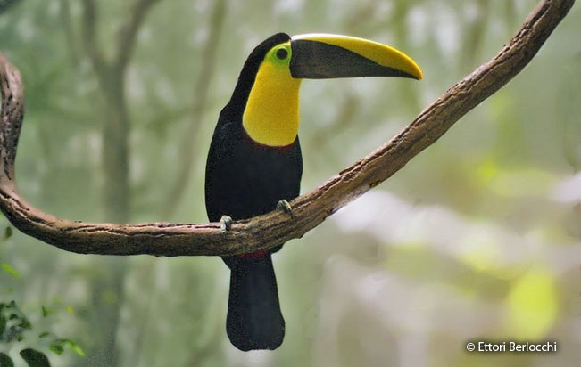 black-mandibled_toucan