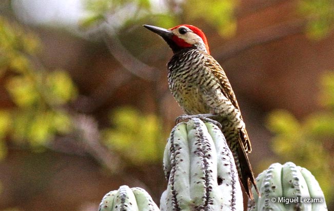 black-necked_woodpecker