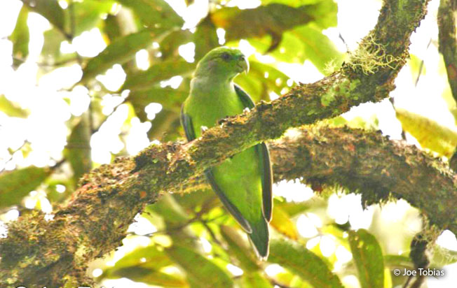 black-winged_parrot