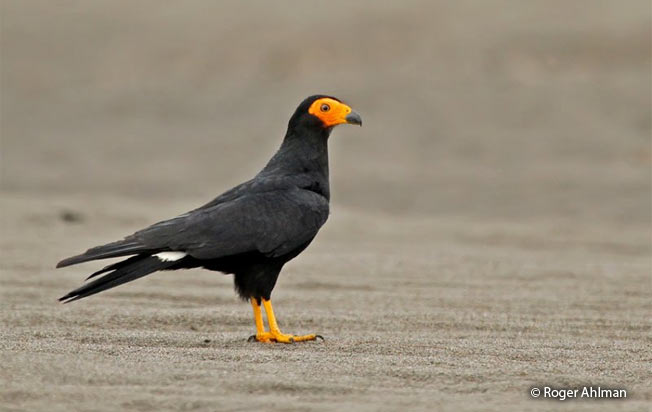 black_caracara