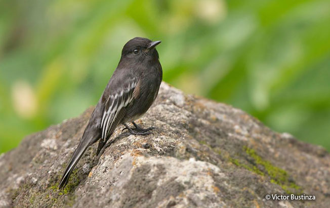 black_phoebe