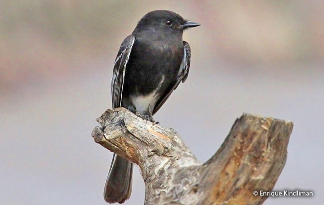 black_phoebe