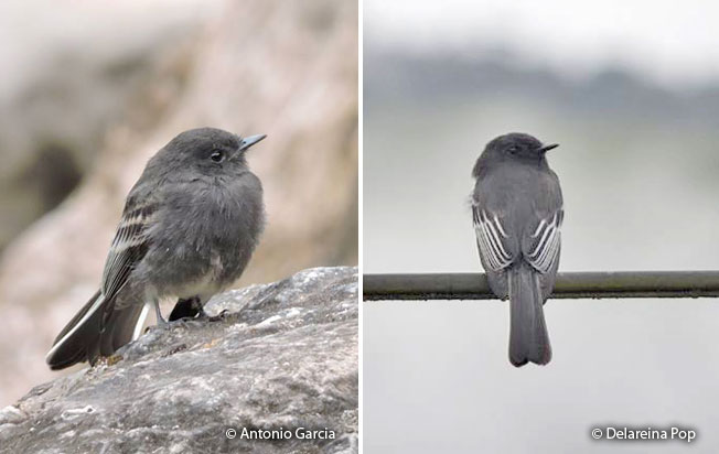 black_phoebe
