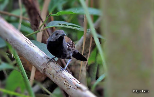 black_throated_antbird