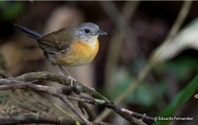 black_throated_antbird
