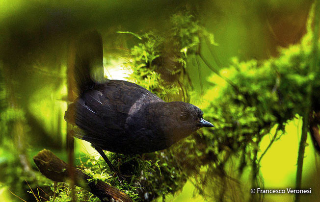 blackish_tapaculo