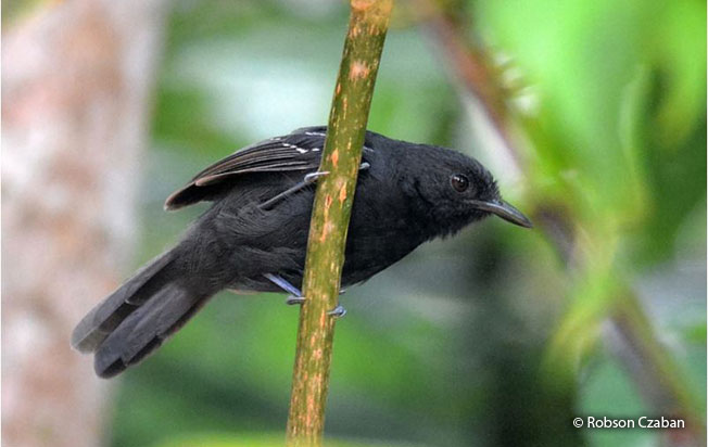 blackish_antbird