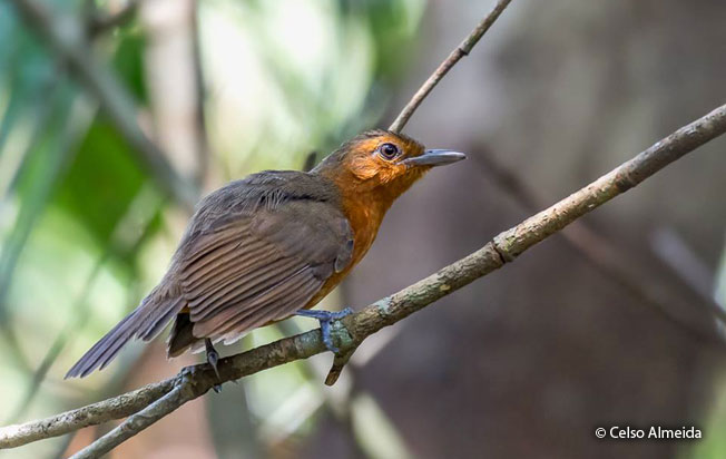 blackish_antbird