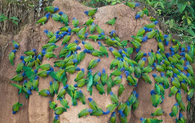 blue-headed-parrots