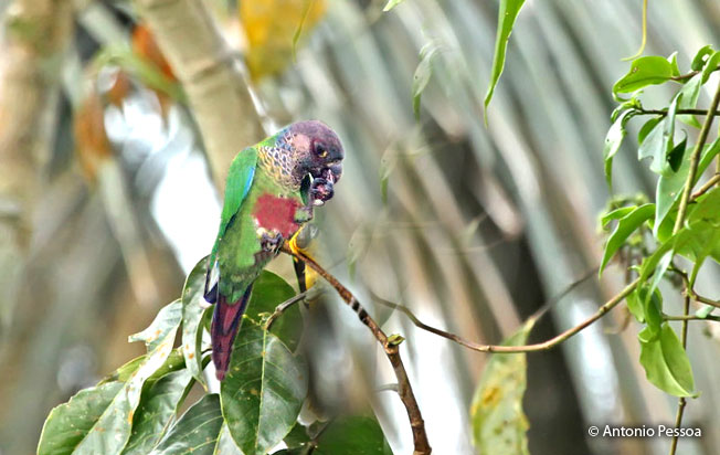 bonaparte's_parakeet