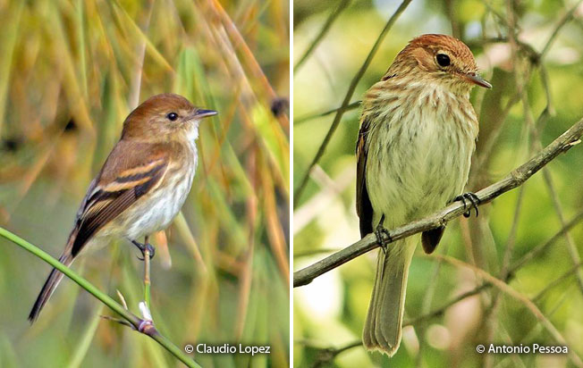 bran-colored_flycatcher
