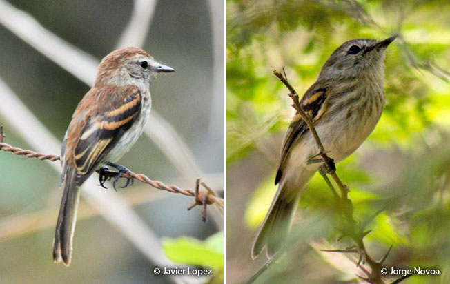bran-colored_flycatcher