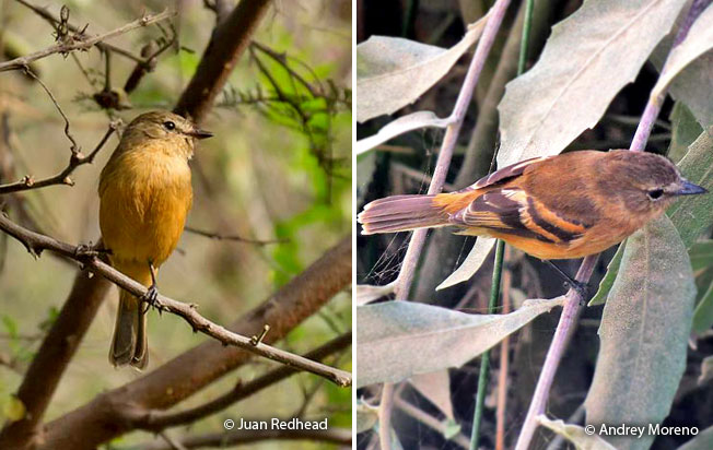 bran-colored_flycatcher