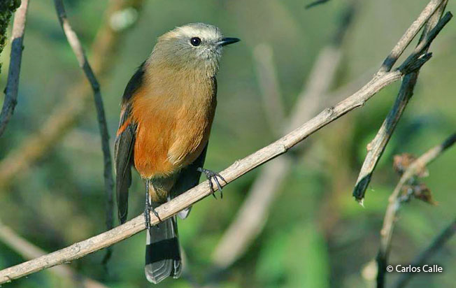 brown-backed_chat-tyrant
