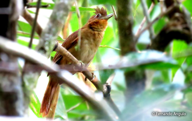 brown-rumped_foliage-gleaner
