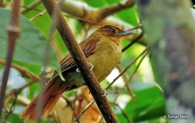 brown-rumped_foliage-gleaner