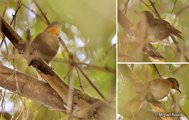 brown-rumped_foliage-gleaner
