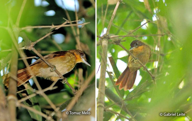 brown-rumped_foliage-gleaner