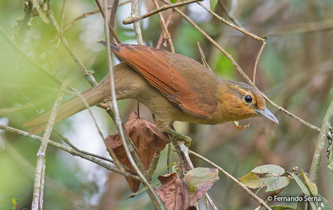 buff-fronted_foliage-gleaner