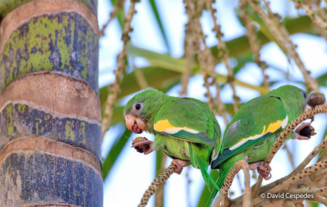 canary-winged-parakeet