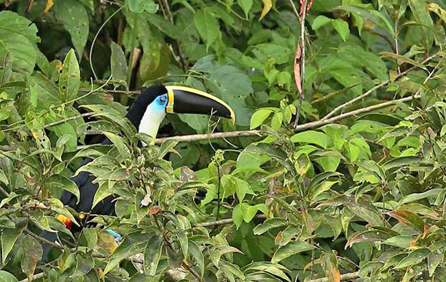 channel-billed_toucan