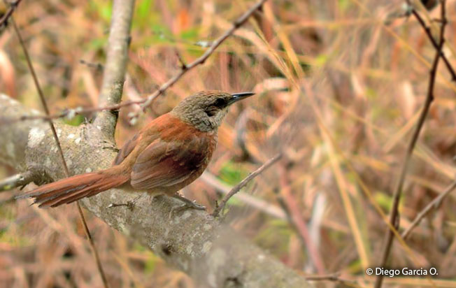 Chestnut-backed Thornbird (Phacellodomus dorsalis) - Peru Aves