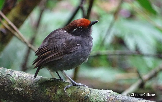chestnut-crowned-gnateater