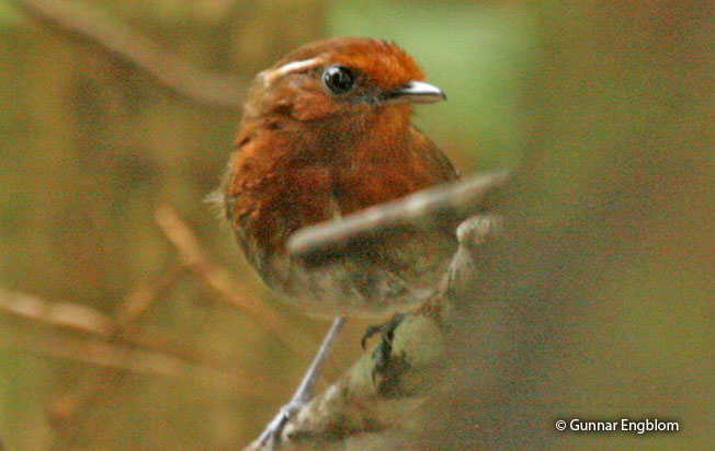 chestnut-crowned-gnateater