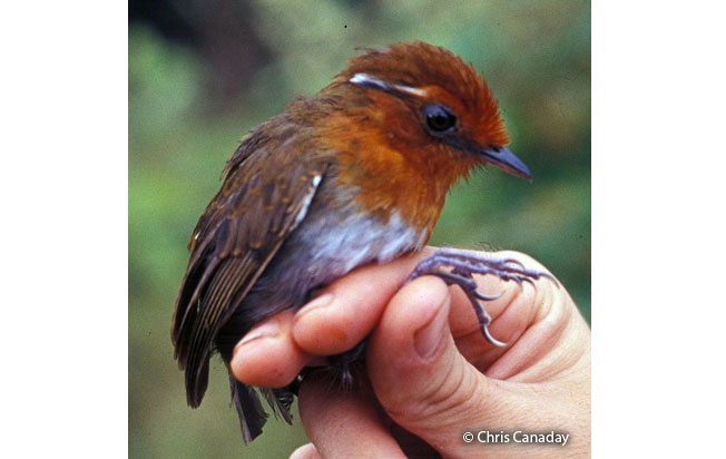 chestnut-crowned-gnateater