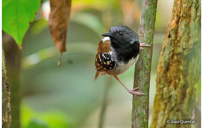 chestnut-tailed_antbird
