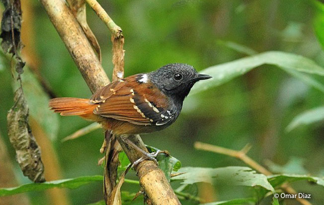 chestnut-tailed_antbird
