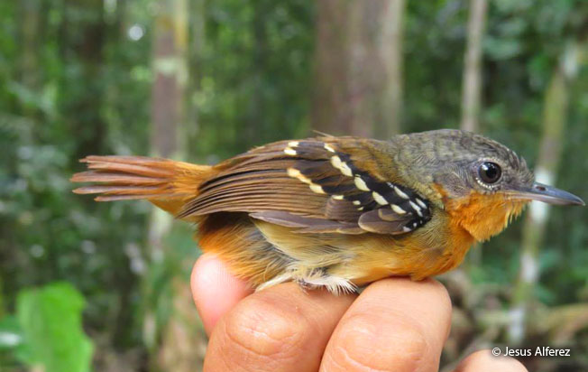 chestnut-tailed_antbird