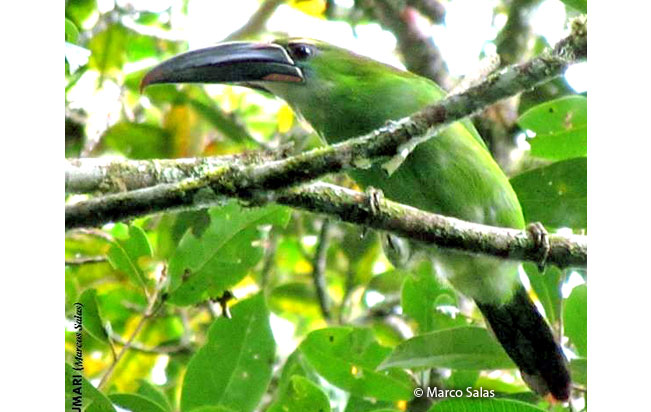 chestnut-tipped_toucanet