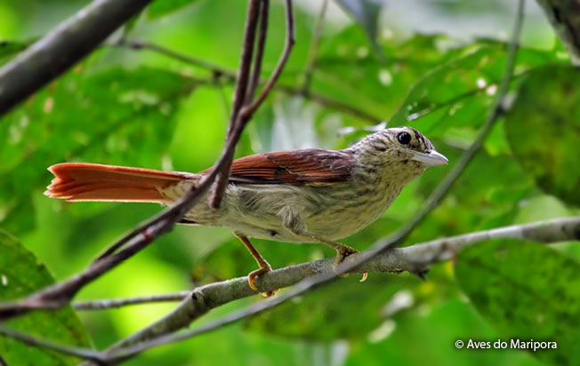 chestnut-winged_hookbill
