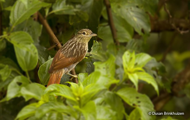 chestnut-winged_hookbill
